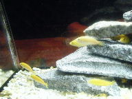 益田　バー　ＫＥＮＴ