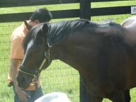 社台スタリオン　トウカイテイオー