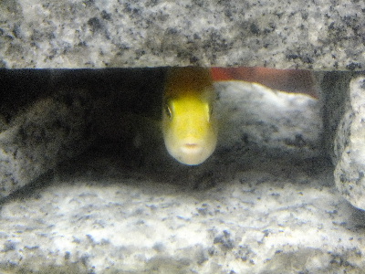 ケント　熱帯魚