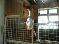 社台スタリオン　デュランダル