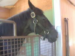 社台ファーム　シンボリクリスエス