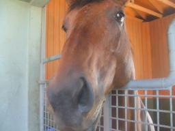 社台スタリオン　キングカメハメハ