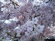 会津若松　桜