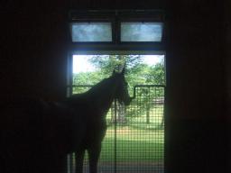 社台スタリオン　ゴールドアリュール