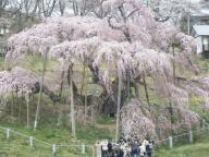 三春　滝桜