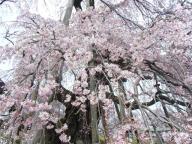 三春　滝桜