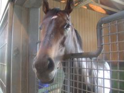 社台スタリオン　ネオユニバース