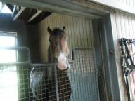 社台スタリオン　メイショウサムソン