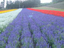 富良野　北の国から
