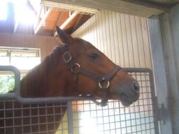 社台スタリオン　アグネスタキオン