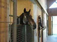 社台スタリオン　ディープインパクト