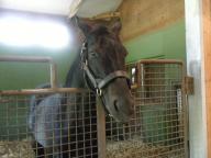 社台ファーム　シンボリクリスエス