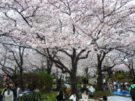 浅草　隅田公園　桜