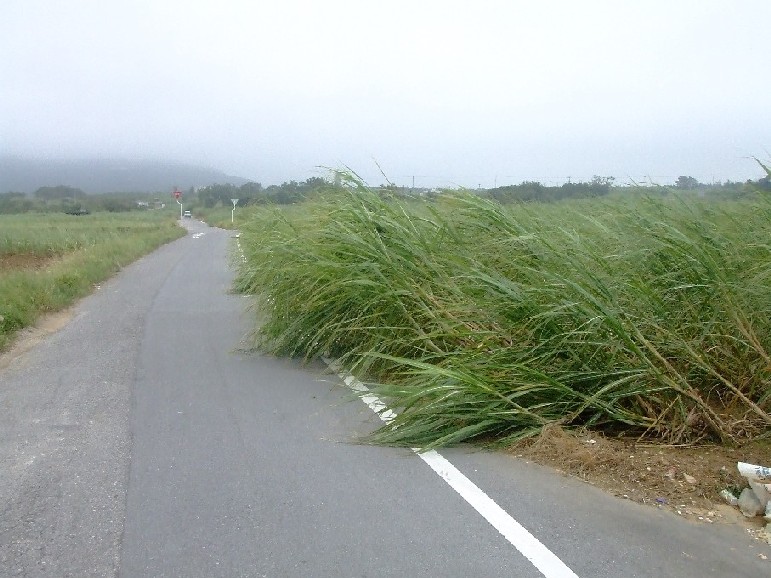 台風４号2