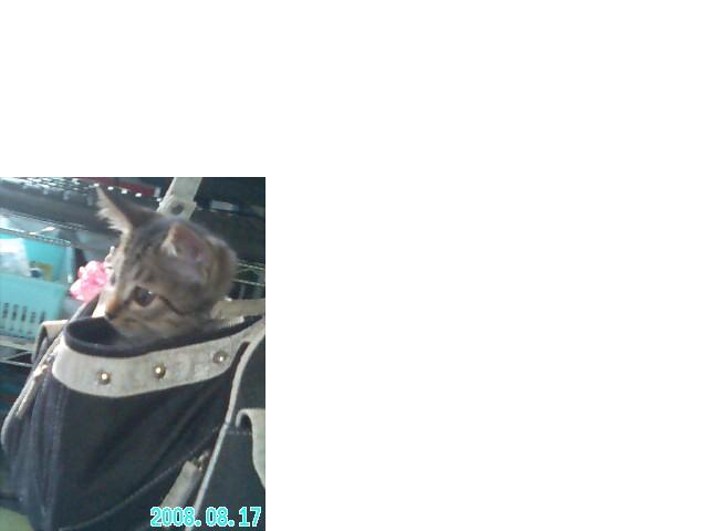 ナイトぶらさがり