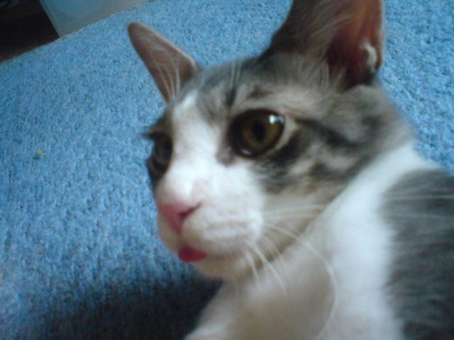 ギンガあっかんべ