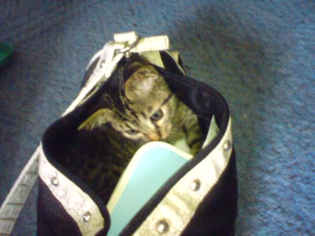 ナイトかばんの中