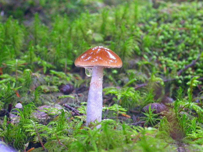 ヌメリササタケ