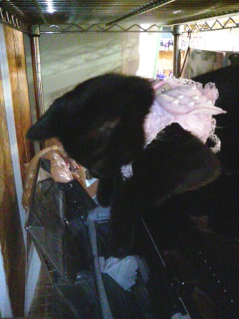 お手伝いにゃ～♪