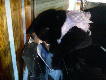 ぼく、がんばったにゃ