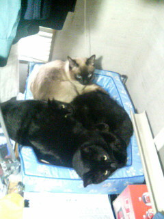 うるさいんだけど～