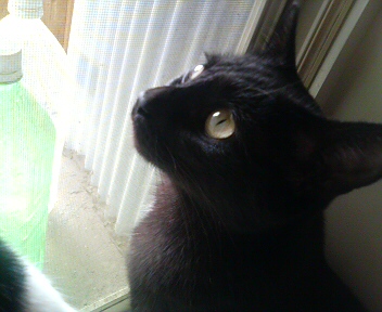 サンバ、かっこいいよ！