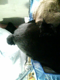 気にしないでください