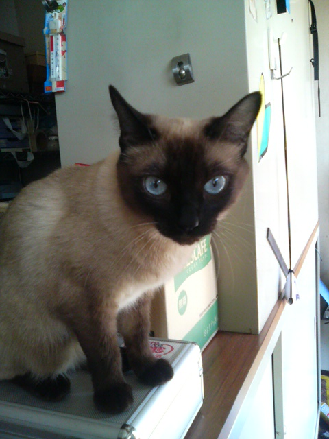 オ～チェリン♪