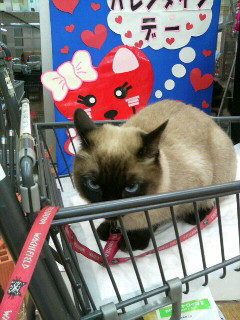 バレンタインですか～、はーっ