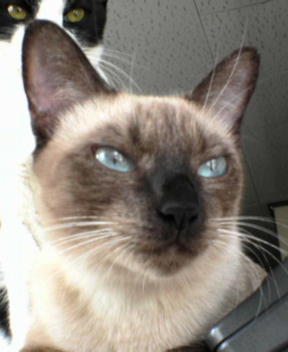 お～チェリン♪