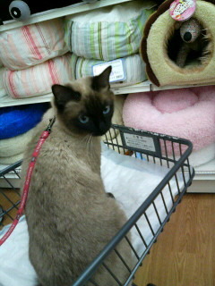 寒いから、ベッドが欲しいです