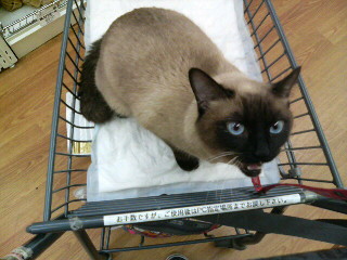 買いなさいよ！