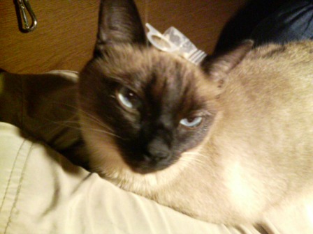 しょうがない、遊んでやるか…