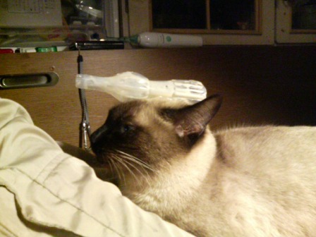 …つきあいきれにゃい…