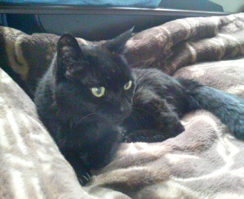 くろころちゃん