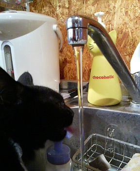 ピーちゃん、水を飲む