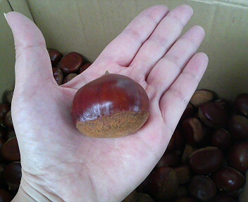 大きな栗の木の下で