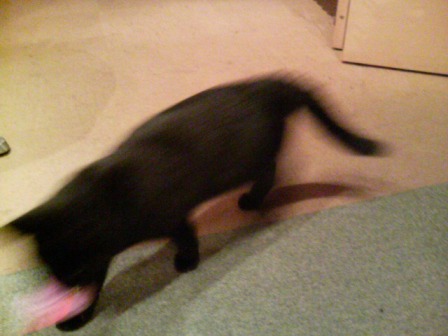 もらっとくニャン