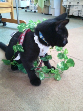 ジジってゆーんだホントはね