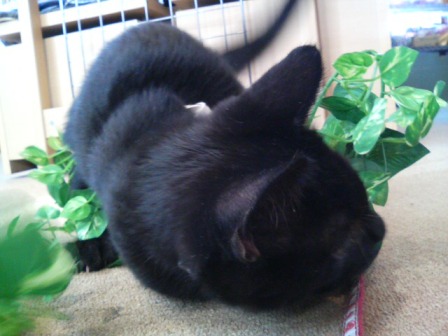 だけどピーピー鳴くからピーちゃんって呼ぶんだよ