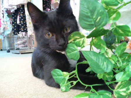 かわいいねピーちゃん