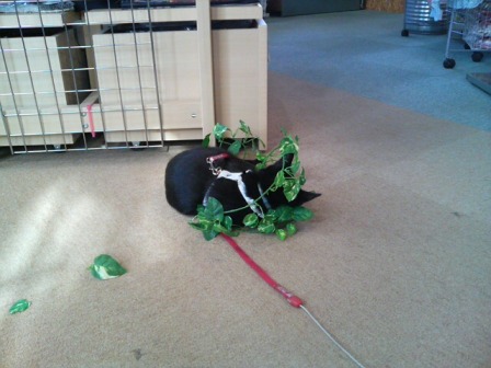 ピーちゃんはね