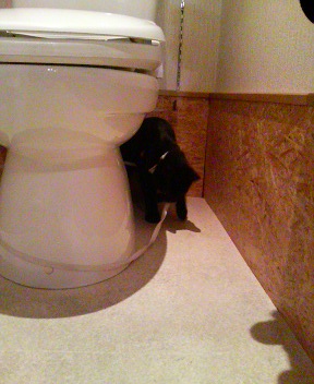 いりゅんでしゅ