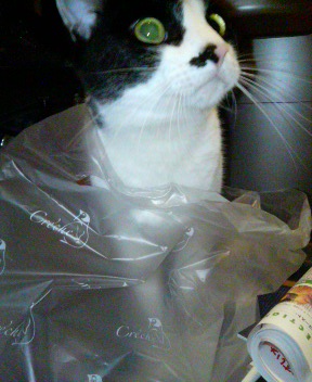 にゃんですか？