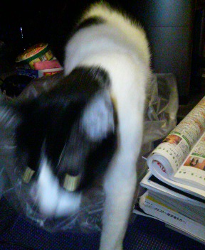 まぎらわしいにゃ