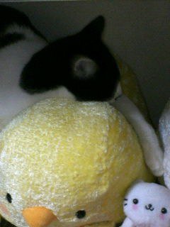 カメラはきらいにゃ