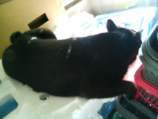 記憶にありません…