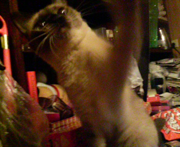 ファイティング☆チェリン