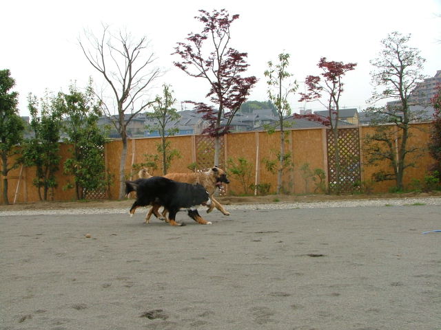 2006_0429ラン画像0003.JPG