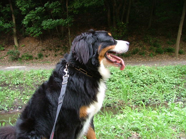 2006_0801画像0007.JPG